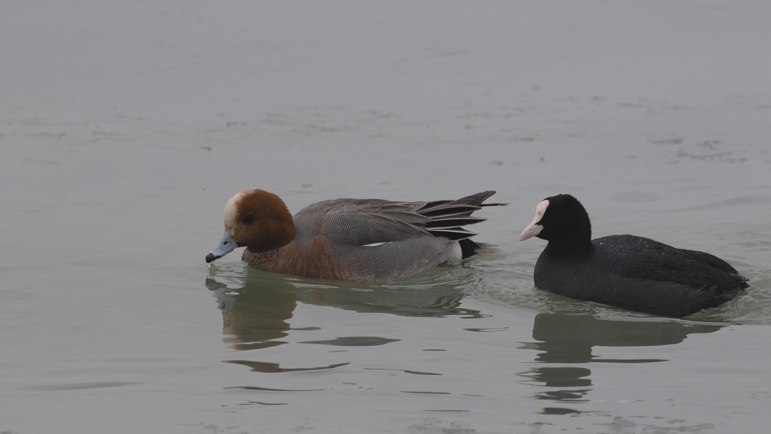 Eurasian Wigeon — Ana fotoğraf